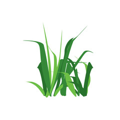 Obraz premium Grass Illustration