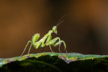 praying mantis small green beauty girl on the leaves, soft focus, selective focus, shallow depth of field.