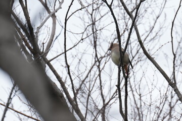 japanese waxwing on a branch