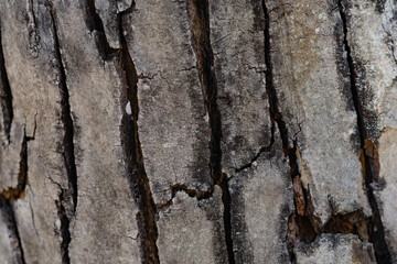 linden tree bark background