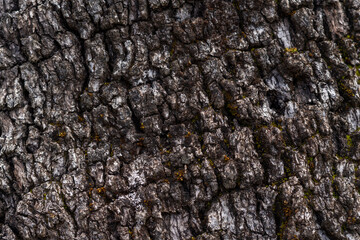 close-up background of a holm oak bark