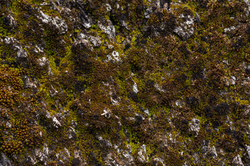 Obraz na płótnie Canvas oak bottom with moss