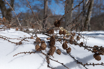 冬の奥日光戦場ヶ原の風景　2月