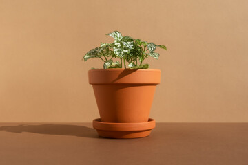 Home plant fittonia in a clay brown pot on a brown background. The concept of minimalism. Houseplants in a modern interior