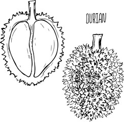 Durian fruit black and white vector set isolated on a white background.