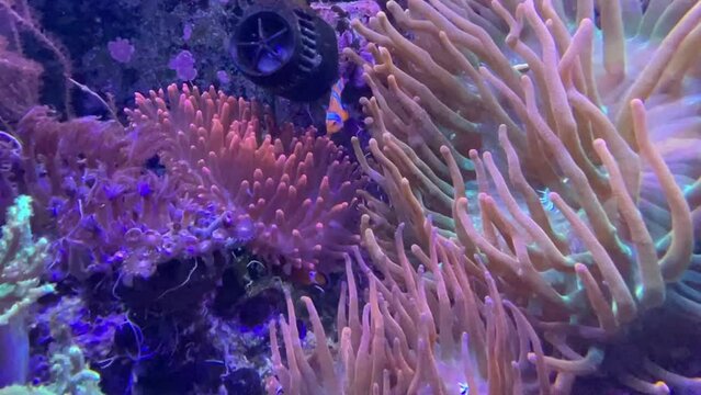 Korallen in einem Meerwasseraquarium. Korallen sind wunderschöne Tiere.