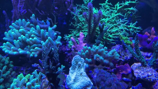 Korallen in einem Meerwasseraquarium. Korallen sind wunderschöne Tiere.