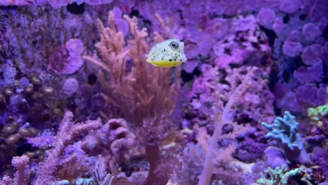 Ein kleiner Kofferfisch im Meerwasseraquarium.