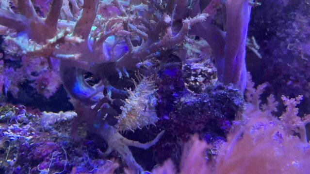 Ein lustiger kleiner Fisch mit vielen Fransen in einem Meerwasseraquarium. Chaetodermis penicilligera.