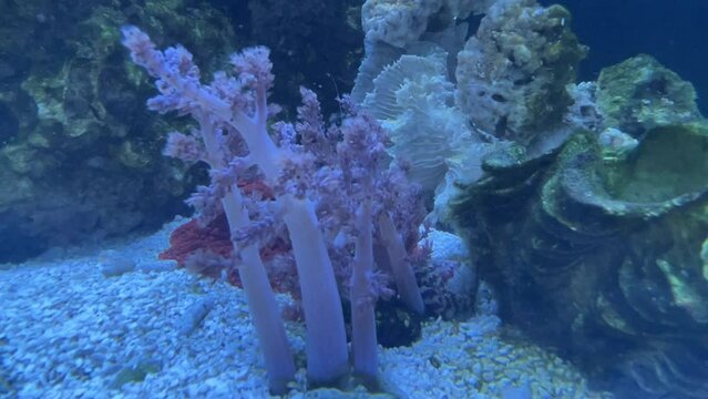 Korallen in einem Meerwasseraquarium. Korallen sind wunderschöne Tiere. Eine Capnella.