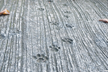 cat footprints background on concrete floor