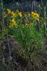 A close up of the blooming medicinal herb hypericum Hypericum perforatum