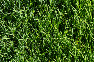texture green grass on the lawn. Beautiful green background in high quality