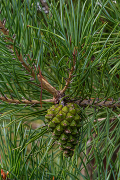 pine tree Green pine cone hanging on fir needles branch. Medicinal plant
