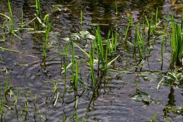 Phragmites australis at the water's edge. Spring young shoots in the water
