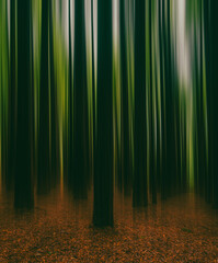 Blurred Redwoods
