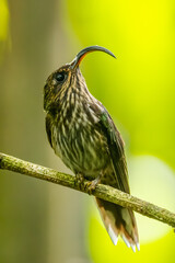 The white-tipped sicklebill (Eutoxeres aquila) is a species of hummingbird in the family Trochilidae. It is found in Costa Rica and Panama of Central America, and Colombia, Ecuador, and far Peru