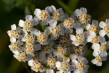 Common yarrow Achillea millefolium white flowers close up top view on green blurred grass floral background, selective focus. Medicinal wild herb Yarrow. Medical plants concept