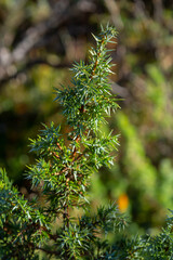 Juniperus communis, the common juniper, is a species of conifer in the family Cupressaceae. branches of common juniper Juniperus communis on a green blurred bokeh background