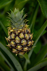 frische Ananas Pflanze