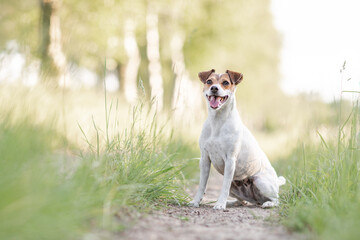 Hund,  Terrier im Sommer draußen im Gras