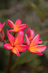 Fototapeta na wymiar Plumeria Frangipani Tempelbaum Blüte Hawaii