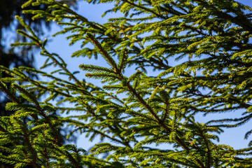 Norway spruce branch against blue sky - Latin name - Picea abies