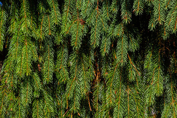 Green spruce branches as a textured background. Green spruce, white spruce or Colorado blue spruce
