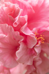 Hibiskus Blumen Macro Detail 