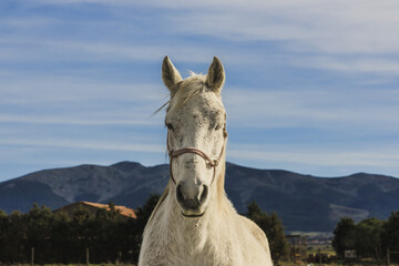 Close-up of a white horse against the backdrop of mountains.