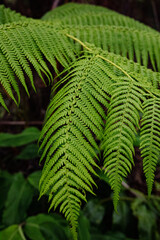 tropical tree fern Hawaii, Baumfarn Big Island