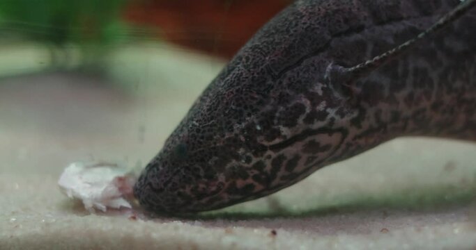 Close up of Lungfish or Lung fish feeding on fish meat