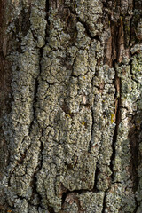 Close-up shot. Greenshield foliose white tube bone pillow lichen Parmeliaceae family Hypogymnia Physodes growing on bark coniferous tree in forest. Symbiosis. Natural texture brown abstract background