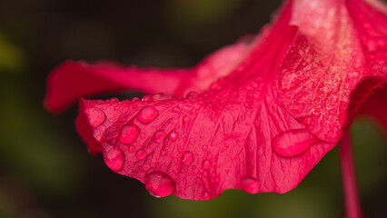 Hibiskus Blüte rot © Mandelstrand