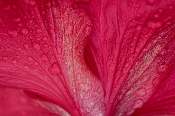 Hibiskus Blumen Macro Art © Mandelstrand