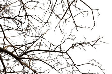 Tree branches on transparent background