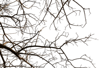 Tree branches on transparent background