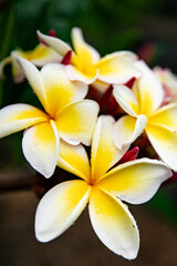 Plumeria Frangipani Tempelbaum Blüte Hawaii