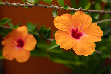 Hibiskus Blüte orange © Mandelstrand