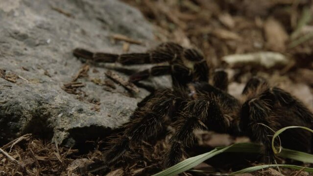 Tarantula spider perfectly still waits for insects to walk by on forest floor - close up