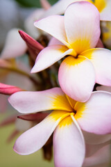 Fototapeta na wymiar Plumeria Frangipani Tempelbaum Blüte Hawaii