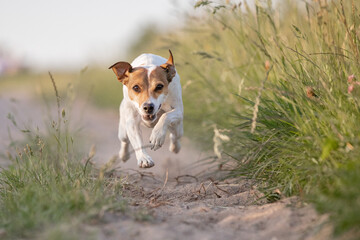 Hund, Terrier rennt in der Natur im Sommer, Rückruftraining auf Spaziergang