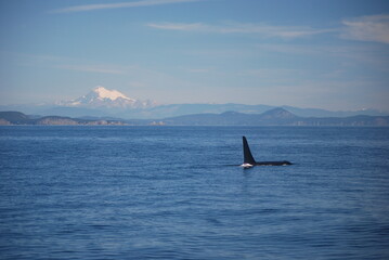 Southern Resident killer whale orca (J027 