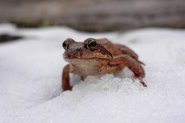 A grass frog goes to its breeding pond in February