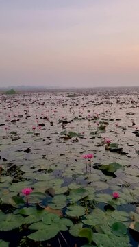 Sunrise at The sea of red lotus, Lake Nong Harn, Udon Thani, Thailand. An Asian women with a hat in a wooden boat during sunrise at the red lotus lake in Thailand 