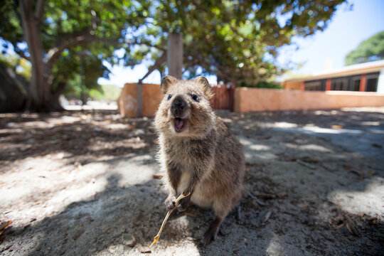 Quokka (Setonix brachyurus) on Rottnest Island, Perth, Western Australia, Australia