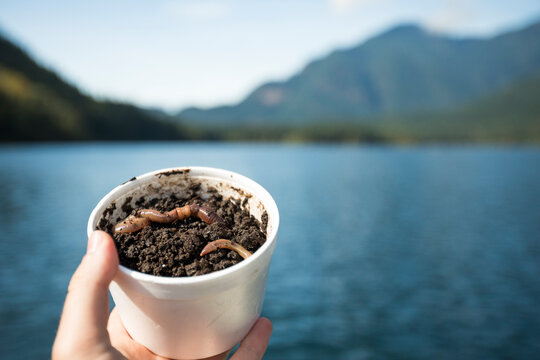 Earthworms for use as fishing bait, Hicks Lake, Harrison Hot Springs, British Columbia, Canada