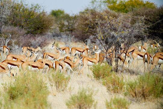 Herd of springbok (Antidorcas marsupialis), Etosha National Park, Namibia