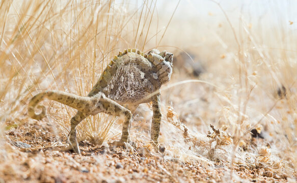 Namaqua chameleon (Chamaeleo namaquensis), Brandberg, Damaraland, Namibia