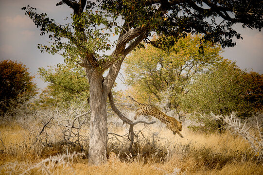 Leopard (Panthera pardus) jumping from tree, Etosha National Park, Namibia